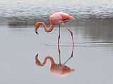 Galapagos 4-1-04 Floreana Punta Cormorant Flamingo Close Up These flamingos are very timid and the least amount of noise can send them moving further away from you. �Shhhhhhhh, be vewy vewy quiet; I'm hunting flamingos, heheheheheheh.�